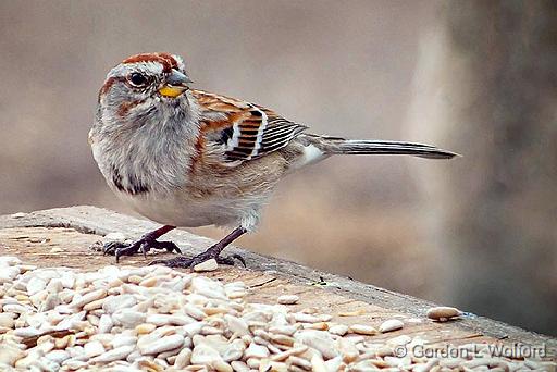 Sparrow On A Feeding Table_DSCF00220.jpg - American Tree Sparrow (Spizella arborea) photographed at Ottawa, Ontario, Canada.